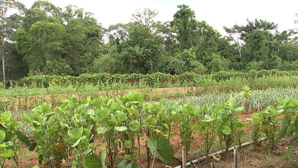 Produtores rurais investem em modelo de agricultura para venda direta