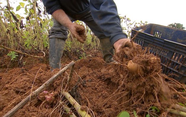 Produtores apostam no cultivo de batata yacon em Piedade e Região